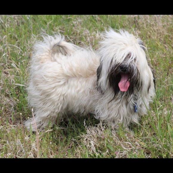 Meet your Posher, Nova - Picture 1 of 1